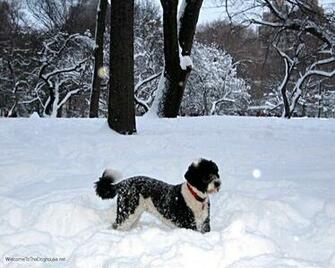 Playing In Snow Dogs Wallpaper
