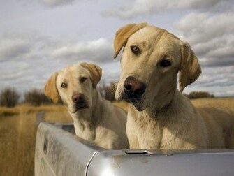 All Wallpaper Funny Dogs