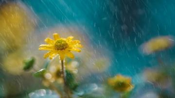 Yellow Daisies In Summer Rain Wallpaper Computer Desktop