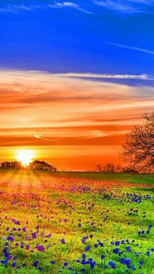 HD Wallpaper Appsapk
