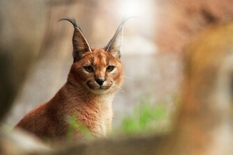 Lynx Wallpaper