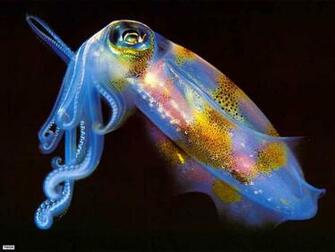 Hq Wallpaper Squid