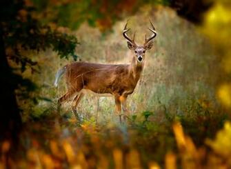 Whitetail Deer Background