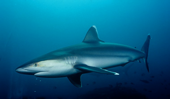 Silvertip Sharks Wallpaper HD Shark