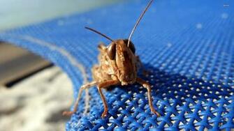 Grasshopper Wallpaper