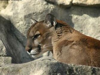 Puma Animal HD Wallpaper