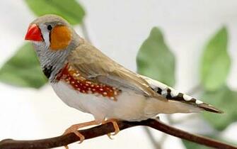 Zebra Finch HD Wallpaper By Sgtgecko