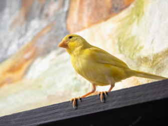 A Vibrant Yellow Canary Bird Perched On Desk Wallpaper