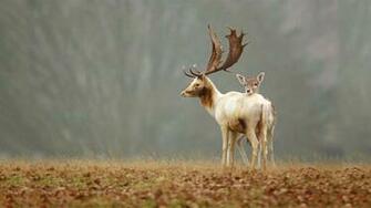 Deer Wallpaper