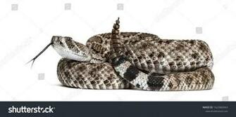 Crotalus Atrox Western Diamondback Rattlesnake Or Texas Diamond