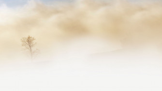 Wallpaper Id Fog Tree Desert Sky Earth Beige 4k