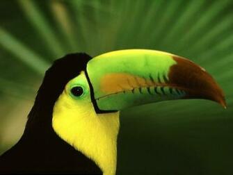 Save Nature Human Keel Billed Toucan