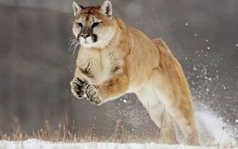 Cougar Computer Wallpaper Desktop Background Id