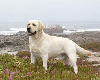 Pictures Labrador Retriever Wallpaper On Your Desktop