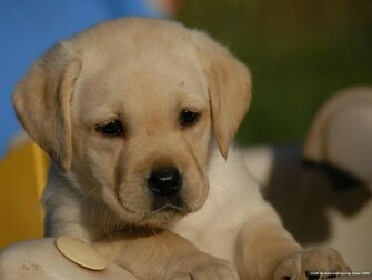 Labrador Retriever Puppies Wallpaper