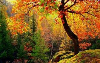 Golden Trees In The Autumn Wallpaper