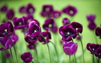 Violet Wide Wallpaper High Definition Quality