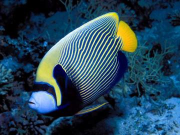 Fishes Wallpaper Saltwater Fish Teahub Io