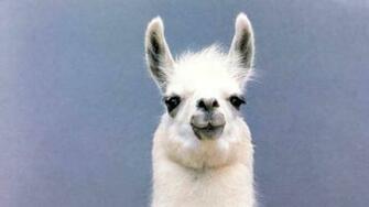Llama Fluffy Beasties Any Chance You Guys Could Take Break Wallpaper