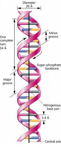 Doublehelix Html 1014adoublehelix Jpg