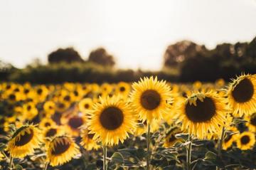 Sunflower Wallpaper HD Hq