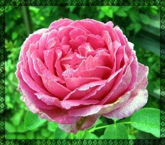 Hot Pink Spring Flowers Pictures HD Wallpaper