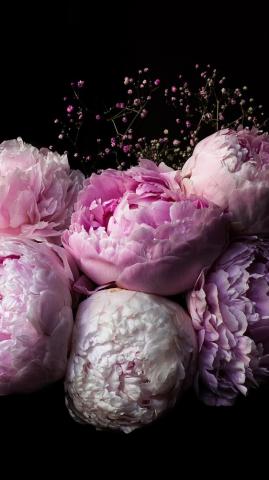 Peonies iPhone Wallpaper Idrop News