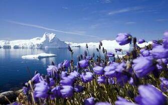 Purple Arctic Flowers Wallpaper HD