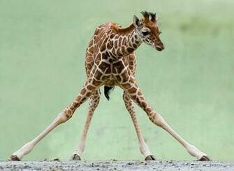 Baby Giraffe Wallpaper