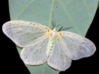 Moth Wallpaper