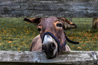 Animal Donkey 4k Ultra HD Wallpaper