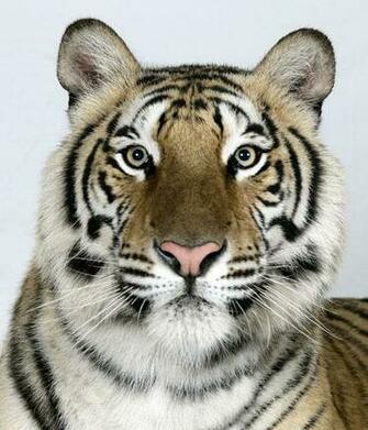 Royal Bengal Tigers Pictures Wallpaper Zone