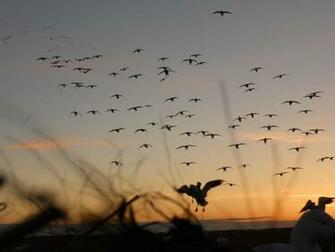 Waterfowl Wallpaper