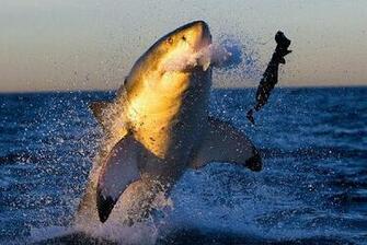 Attacks August With Ultimate Air Jaws HD Walls Find Wallpaper
