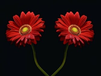 Symmetry Wallpaper