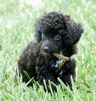 Poodles Wallpaper Toy Poodle Affenpinscher Dogs