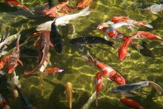Koi Pond Desktop Wallpaper Pixshark Image