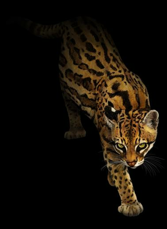 Png Ocelot Clipart No Background Clip Art