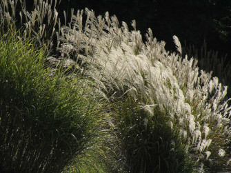 Pampas Grass Background Wallpaper