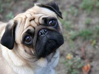 Pug Computer Desktop Wallpaper