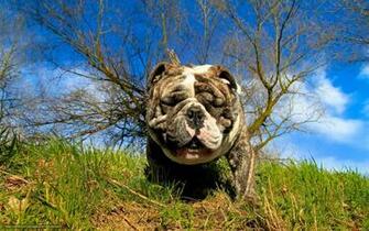Wallpaper Dog Snout Summer Desktop In The