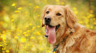 Dog Wallpaper HD