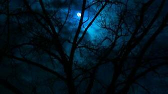 Dark Forest Moon HD Wallpaper Background Image
