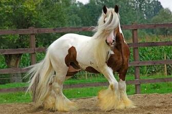 Verf Gypsy Vanner Wallpaper