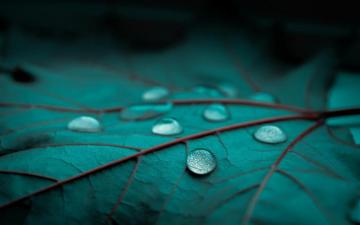 Rain Drops Leaf Leaves Bokeh Macro Wallpaper HD Desktop