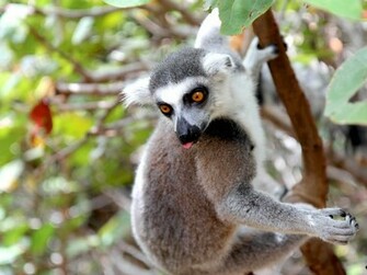 Exotic Animals Photographs HD Background