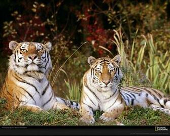 Tiger Wallpaper Tigers
