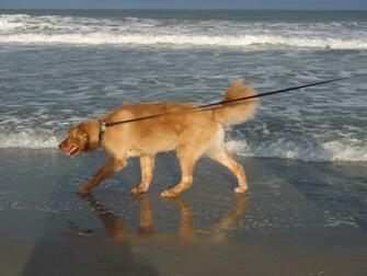 Golden Retriever At The Beach Wallpaper HD Background