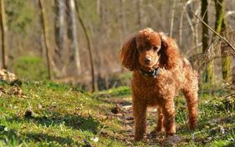 Poodle Wallpaper