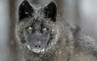 Black Wolf